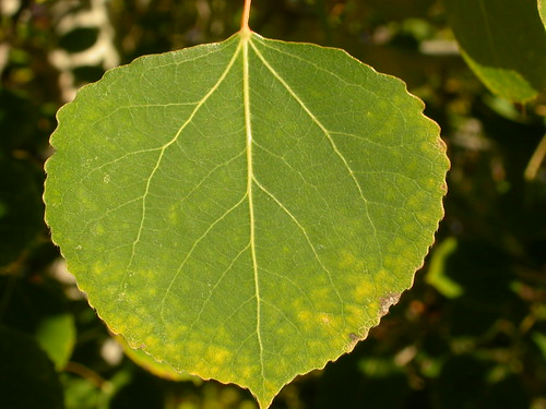 tree leaves montana bozeman native quakingaspen salicaceae populustremuloides gallagatortrail wetsite