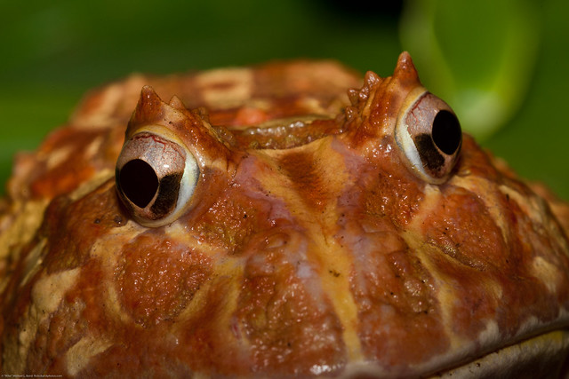 Pacman Frog, Argentine Wide-mouth Frog, Ceratophrys ornata