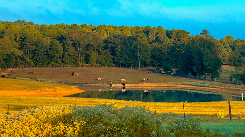ranch usa sunrise texas cows hdr lightroom troup photomatix tonemapped 2ev tthdr realistichdr detailsenhancer 9ex ©ianaberle fisherhilltopranch