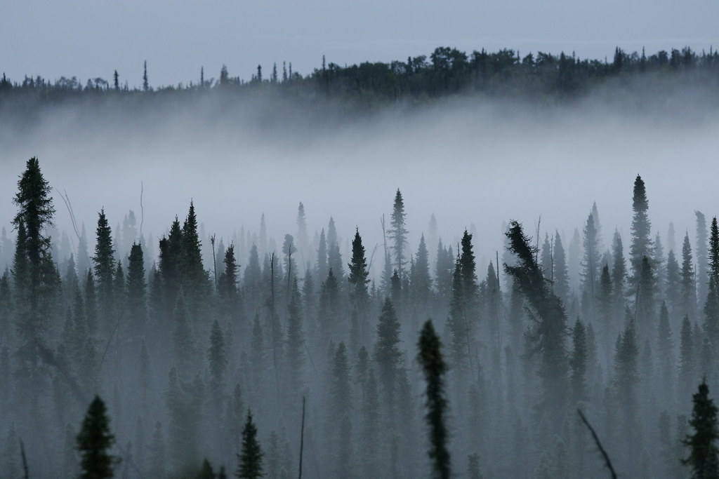 Misty Black Spruce Forest | A mist rises from a black spruce… | Flickr