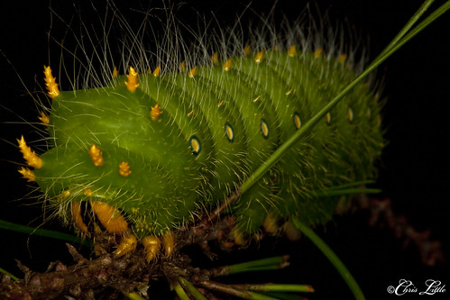 Imperial Caterpillar by Chris R. Little