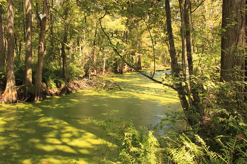 green nature water forest weed louisiana atchafalaya atchafalayabasin bayou indianbayou