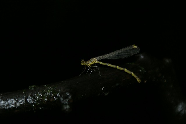 Unidentified Zygoptera II