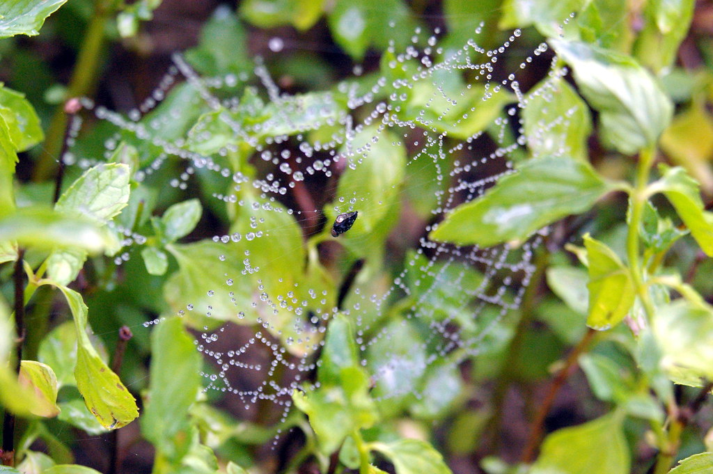 Delicate Spider Web Halloween Nail Art Tutorial - wide 4