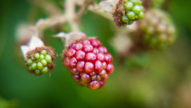 Ripening blackberries