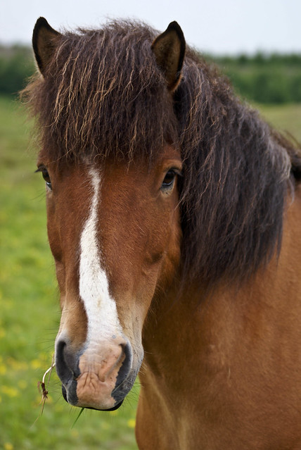 Horse portrait.