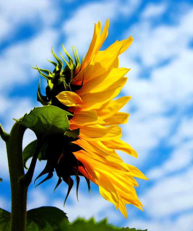 Virada para o sol | O girassol é uma flor simbólica que sign… | Flickr