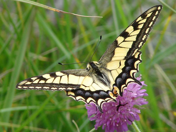 Papilio machaon - Macaone - Riserva Naturale Sasso Malascarpa - Canzo - Provincia di Como