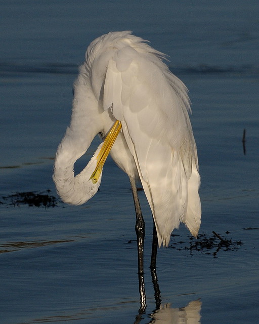 Great Egret Preening in the Morning Light