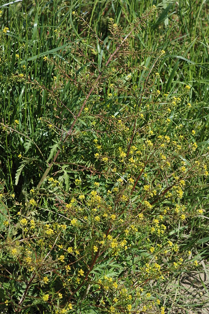 Rorippa sylvestris (Creeping Yellowcress / Akkerkers)