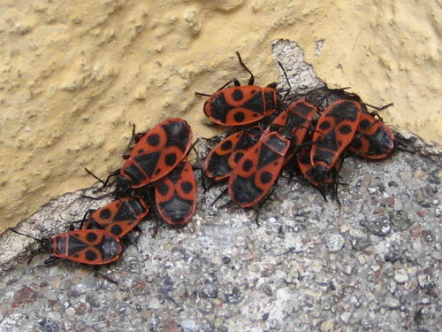 Skalbaggar | beautiful bugs | Petra Wallgren Björk | Flickr
