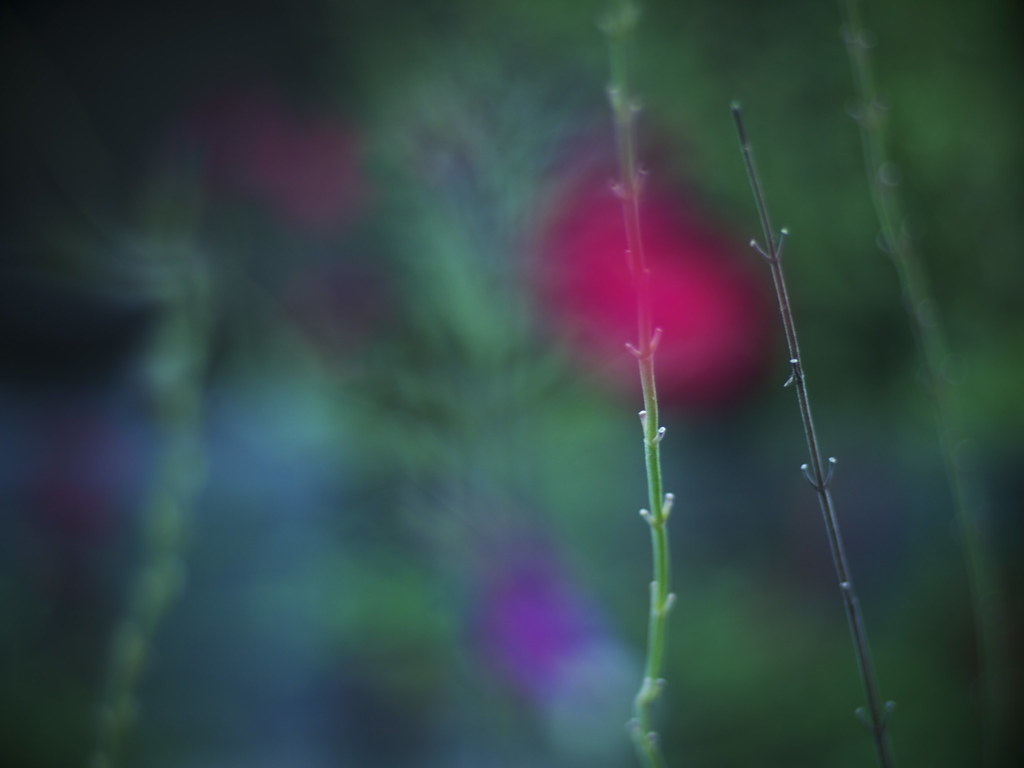 Bokeh by slowhand7530