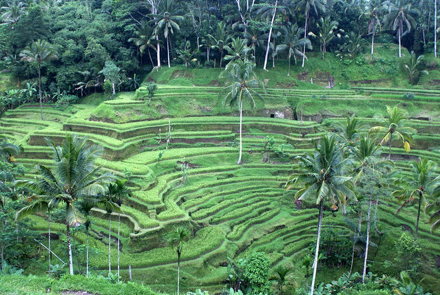 Rice terraces at Tegallalang, Bali