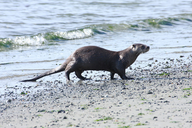 Sea Otter; Victoria, BC, Canada, Willows Beach [Lou Feltz]