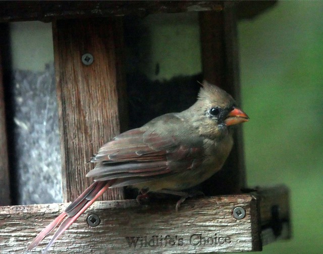 Northern Cardinal Female 1f