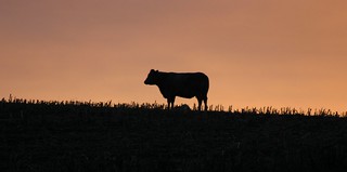 Cold Cow in a Cumbrian Dawn.