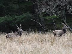 Red Deer near White Bridge, Loch Lochy