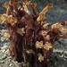 Flickr photo 'clustered broomrape, Orobanche fasciculata' by: Jim Morefield.