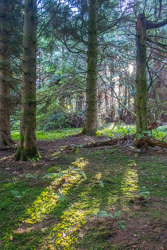 tardree forest kells ballymena northern ireland uk landscape