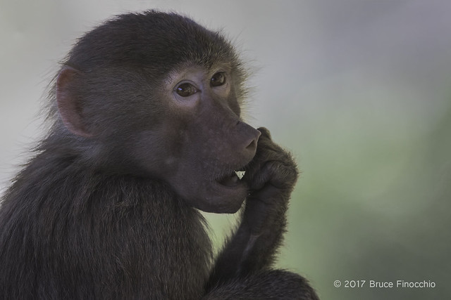 Young Hamadryas Baboon