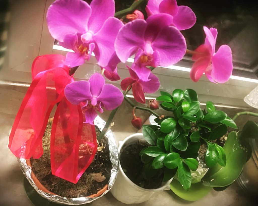 #home #greek #indoors #lilac #pink #orchids #bonzaitree