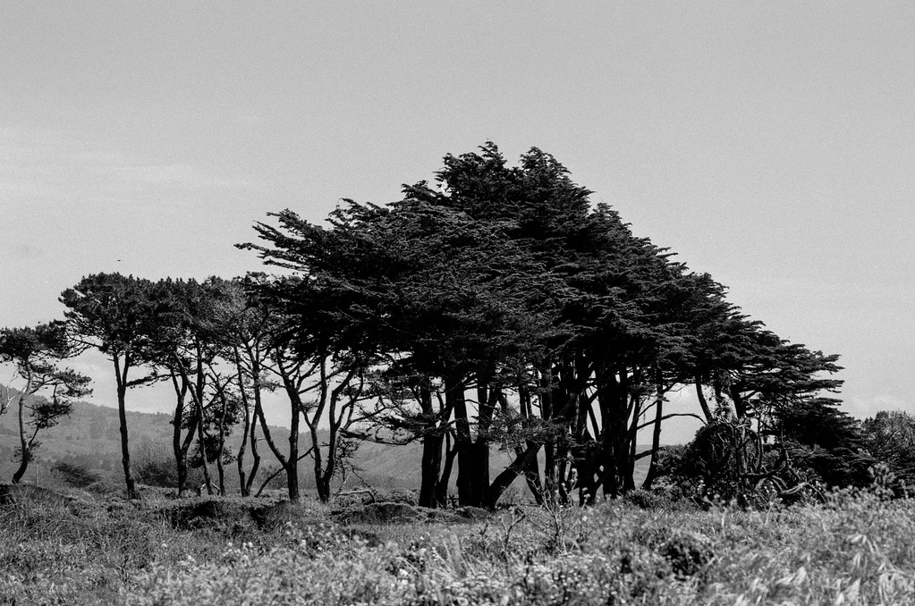 Monterey Cypress, Highway One California