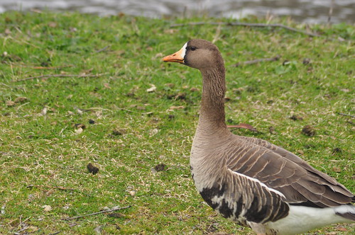 goose fronted white greater canada ontario nature anser albifrons