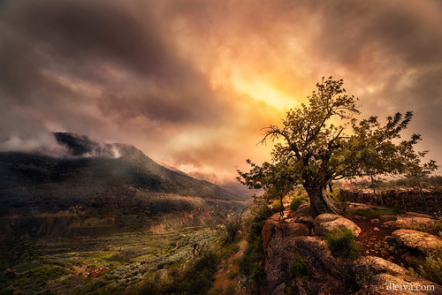 field sky landscape nature tree plant grass spain mountain day photography andalusia outdoors horizontal scenics tranquility color image no people almeria sierra cloud dleiva domingo leiva carob rock object