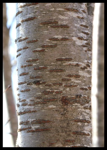 Prunus avium - merisier, cerisier sauvage 34493691716_cf6ff2e99e
