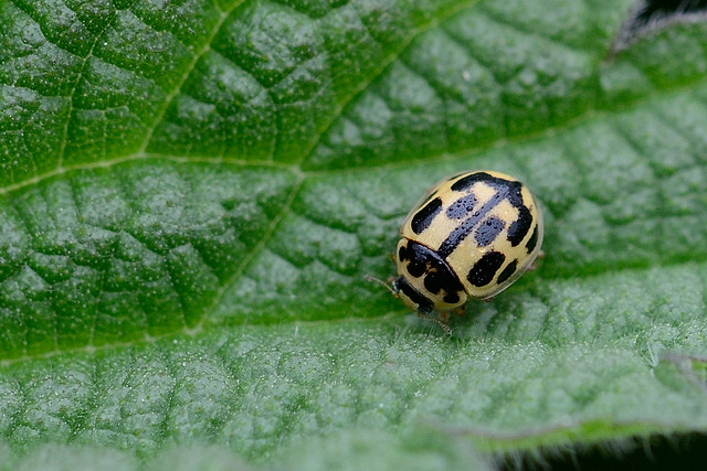 14-spot Ladybird Propylea quattuordecimpunctata Upton NWT