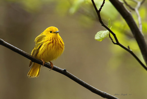 parulinejaune yellowwarbler