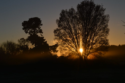 misty sunrise sun trees canterbury newzealand morning early