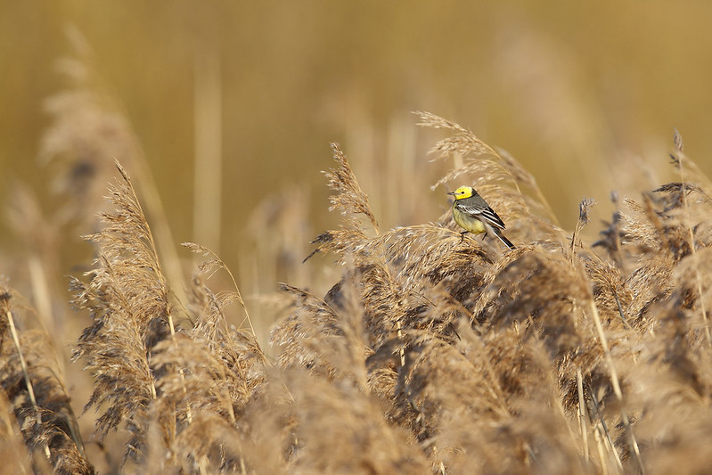 Motacilla citreola | Citrine Wagtail | citronärla
