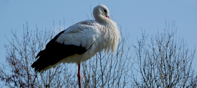 Ooievaar/Stork