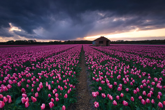 Tulip fields, The Netherlands