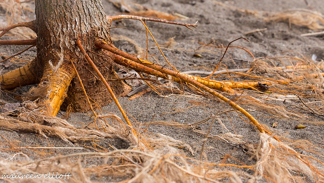 Below The Kness.. Orange Roots