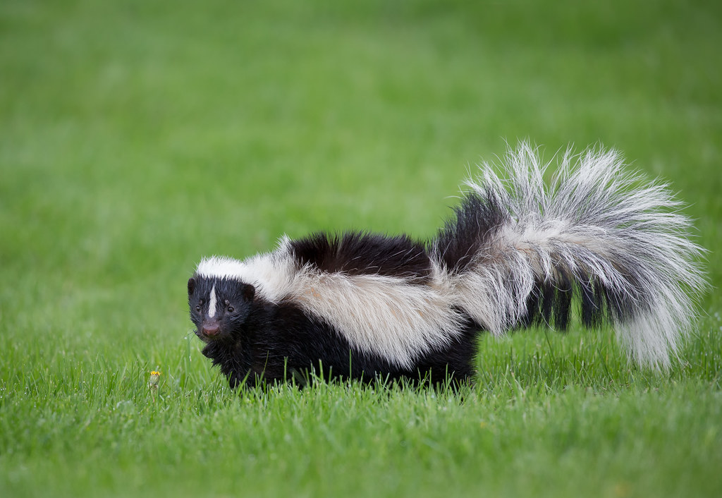 Skunks will usually only attack when cornered or defending their young