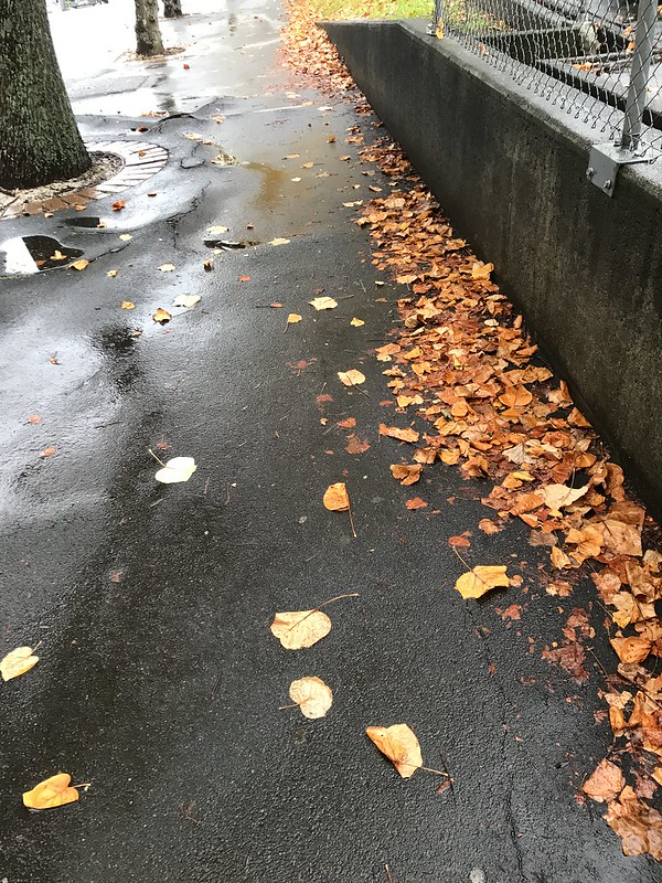 Auckland does Fall in May...how bizarre