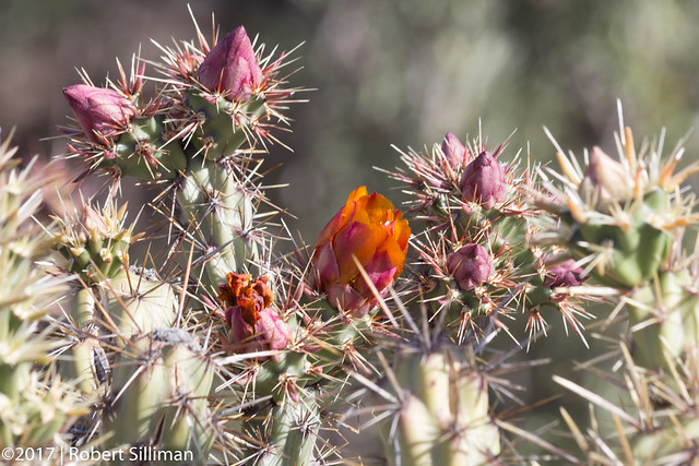 Spring is time for color in the Desert-3824