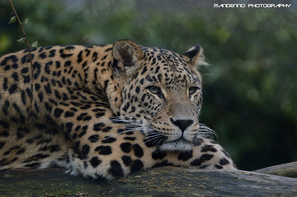 North persian leopard - Safaripark Beekse Bergen