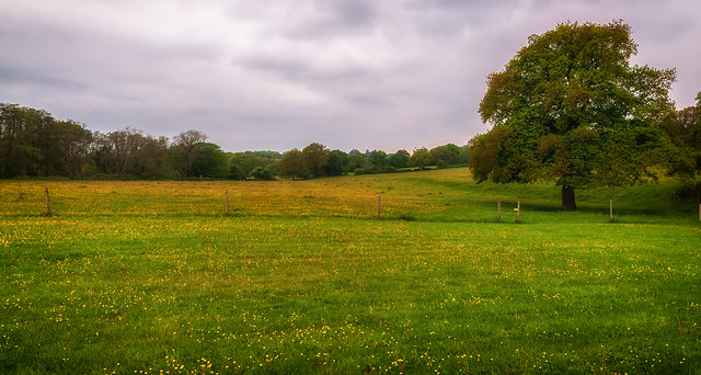 The meadow...