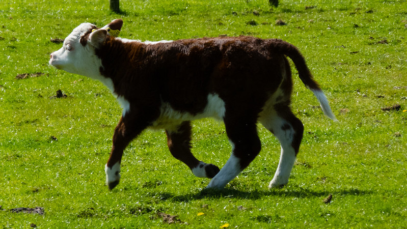 Longhorn calf gambolling