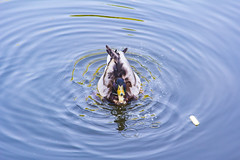 Duck floaring on water