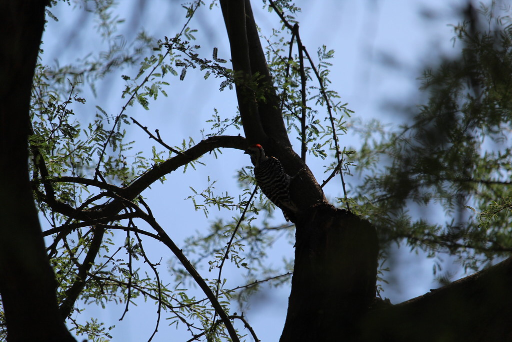 Ladderbacked Woodpecker