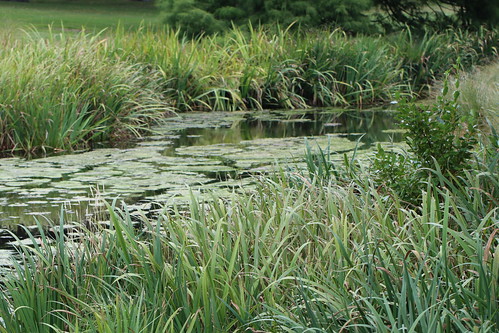 timaru botanical gardens scenic landscape nature south canterbury new zealand pond water lake