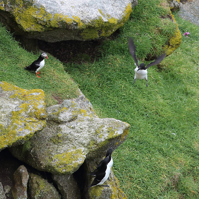 Puffin and Guillemots