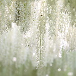 white  wisteria
