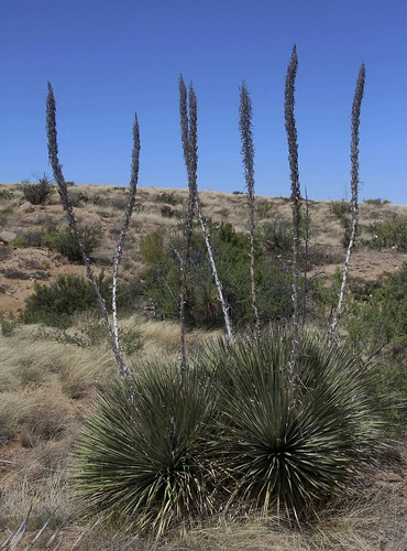 2016 arizona commonsotoldasylirionwheeleridesertspoon desert flickr gps landscapes oraclestatepark parks pinalcounty usa unitedstatesofamerica