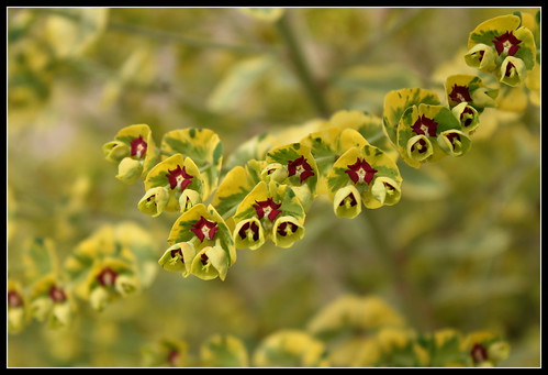 martinii - Euphorbia x martinii (amygdaloides x characias) - Page 2 34498857741_29007810f8