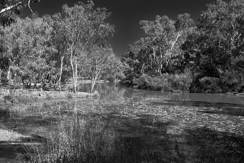 monochrome noir water landscape chinchillaqueensland darlingdowns creek geotagged look cloverhillranchoutdooreducation charleyscreekchinchilla gumtrees australianoutback
